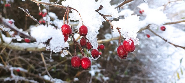 W Tleniu w Borach Tucholskich już wcześniej sypnęło śniegiem i przydrożne krzewy przybrały typowo zimowe oblicze (patrz także kolejne zdjęcia!)
