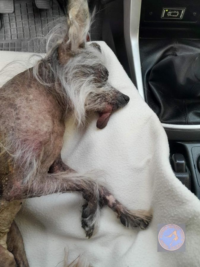 Uratowany przez dzieci jastrząb, pies wyrzucony do śmietnika i wiele innych! Coraz więcej interwencji Animal Patrol
