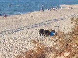 Rodzina dzików na plaży w Łazach [wideo i zdjęcia Internauty]