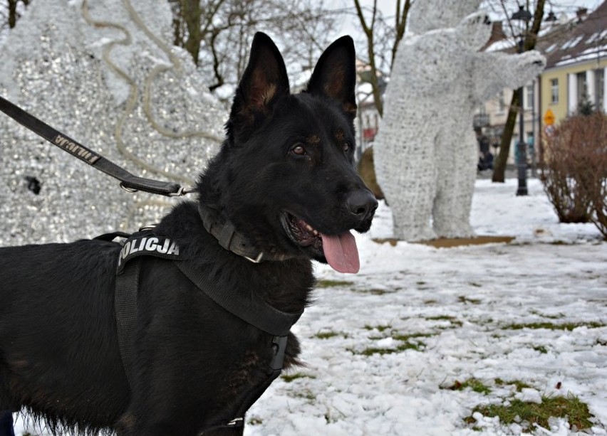 Pies policyjny Zdzisiek dołączył do suwalskiej policji