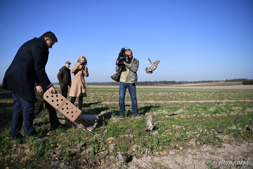 Tysiąc kuropatw trafiło na wolność. Akcja wsiedlania ptaków w województwie lubelskim. Zobacz zdjęcia