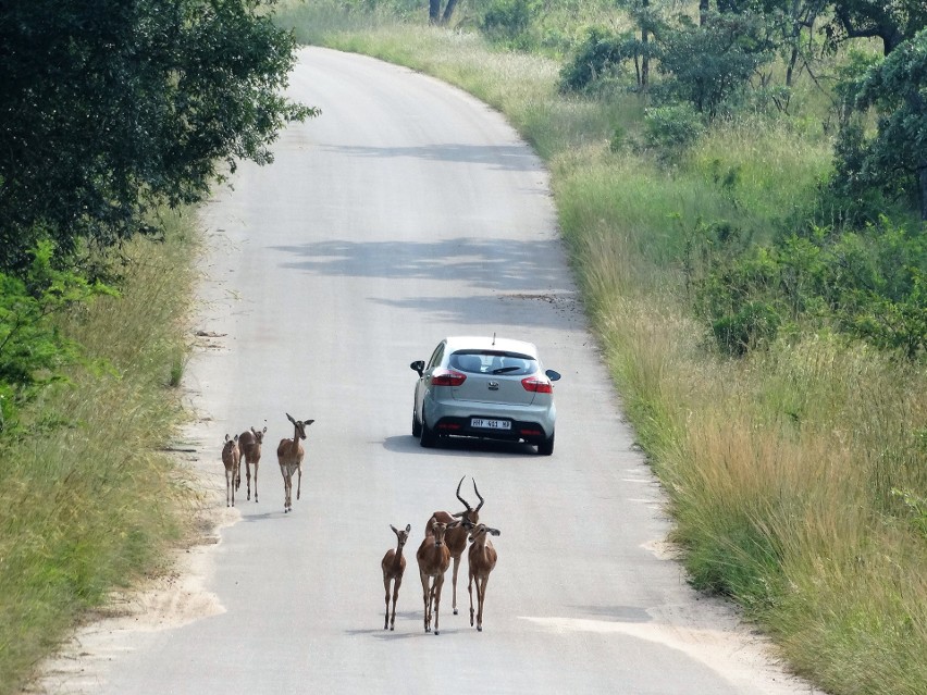 Bydgoszczanin na safari: nie dałem się pożreć lwom