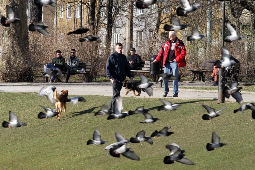 Wiosna, ach to ty! Czy zima już nie wróci? (PROGNOZA POGODY, ZDJĘCIA)