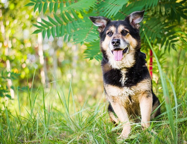 Katowickie schronisko zachęca do adopcji psów w ramach akcji Wyprawka dla psiaka