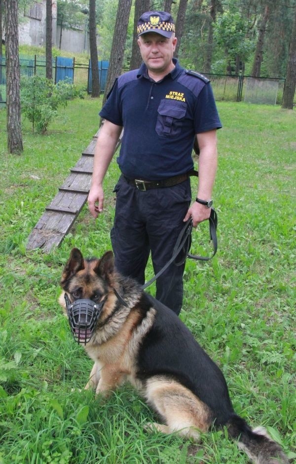 Dragon to pies pracujący w Straży Miejskiej w Kielcach. Ma...