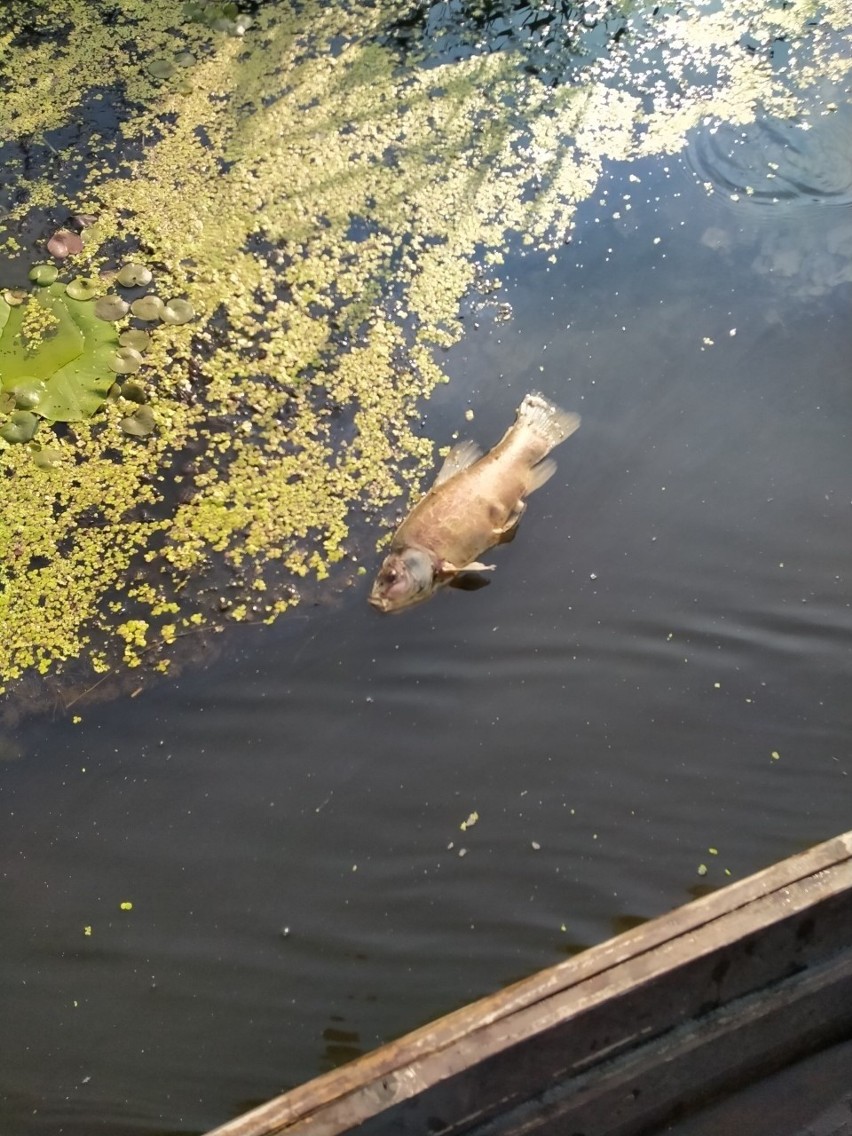 Przyducha na Podlasiu. Sytuacja poprawi się dopiero po spadku temperatur (zdjęcia)