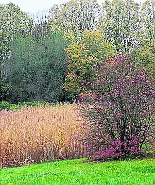 Aleja lipowa i stawy jesienną porą.