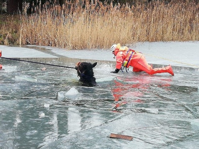 Dramatyczna akcja miała miejsce we wtorek, 5 lutego na jeziorze z Przełazach. O sprawie już informowaliśmy. Teraz opublikowany został film z akcji. Zobacz, jak strażacy walczyli o uratowanie zwierzęcia, pod którym załamał się lód na jeziorze. Film z akcji opublikowali strażacy z OSP Lubrza. W sumie we wtorkowej akcji w Przełazach poza ochotnikami z Lubrzy uczestniczyli też druhowie z OSP Mostki i strażacy zawodowi ze Świebodzina. Akcja była dramatyczna. Strażacy używali pił łańcuchowych, żeby wyciąć lód i wydobyć konia na brzeg jeziora. Zwierzę udało się uratować. 