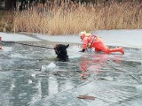Tak strażacy walczyli o uratowanie konia z zamarzniętego jeziora. Mamy film z akcji ratunkowej