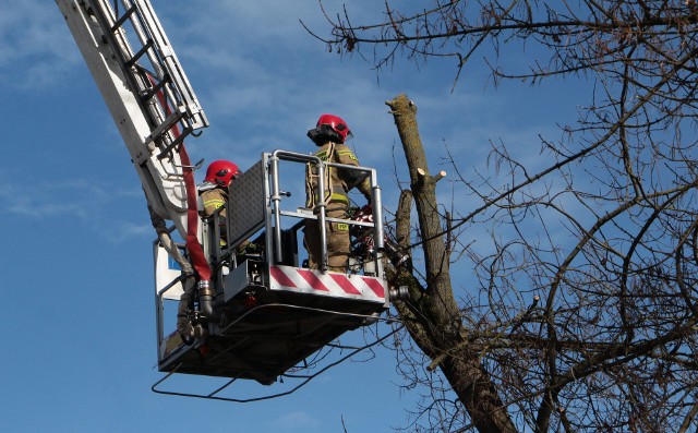Dziś strażacy m.in. wycinali suche gałęzie stwarzające potencjalne zagrożenia. Pracowali np. na terenie Szkoły Podstawowej numer 15, przy ulicy Bydgoskiej w Grudziądzu