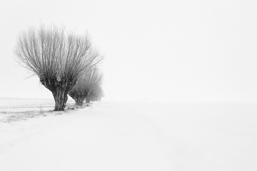 Oto zwycięska fotografia, która zdobyła tytuł  "Zdjęcia...