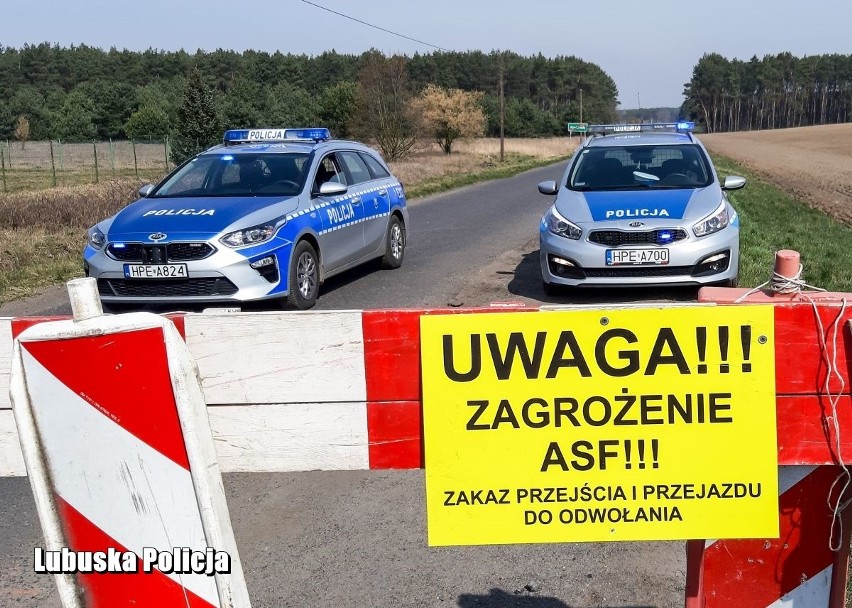 Policjanci pomagają w walce ze skutkami ASF.