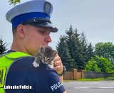 Policjanci drogówki uratowali zabiedzonego kotka. Dostał imię po tygrysie i dom 