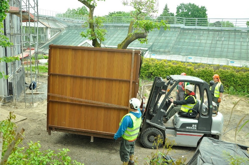 Kraków. Przesadzili palmy w Ogrodzie Botanicznym UJ. To była trudna logistycznie operacja [ZDJĘCIA]