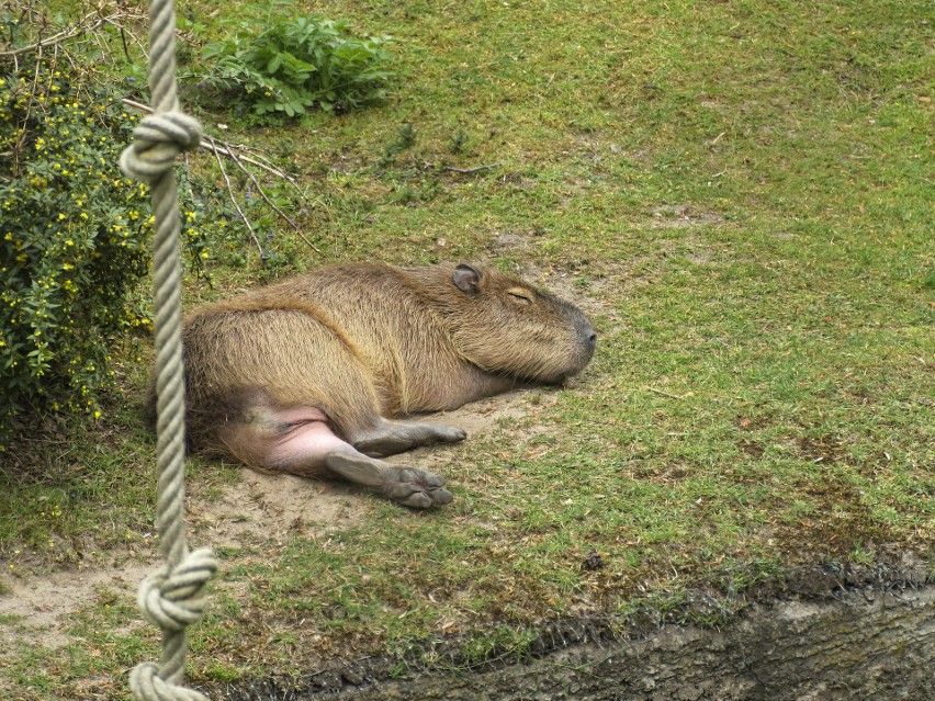 Jednym z ulubionych zajęć kapibar jest wypoczynek....
