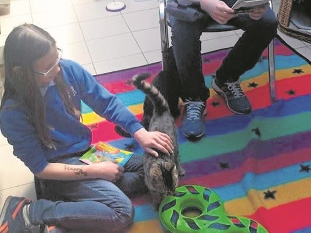 Koty przestały się bać i same wskakują dzieciom na kolana. - A uczniowie uwielbiają im czytać - mówi Anna Wiśniewska