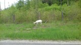 Daniel albinos na terenie Nadleśnictwa Wejherowo. Młoda łania została sfotografowana w okolicy leśniczówki Kępino [zdjęcia internauty]