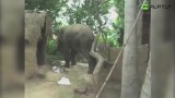 Indie. Słoń w amoku podrzucił w powietrze dwoje dzieci (wideo)