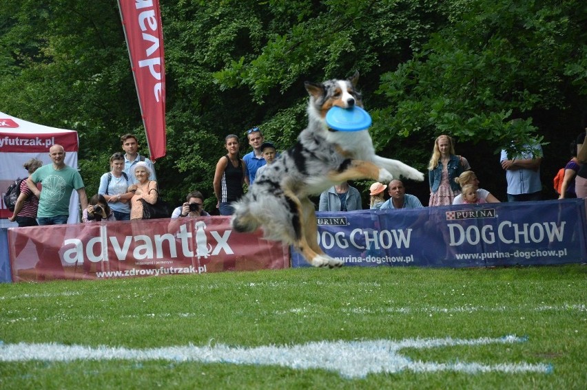 Zawody dogfrisbee czyli Dog Chow Disc Cup 2016 w parku...