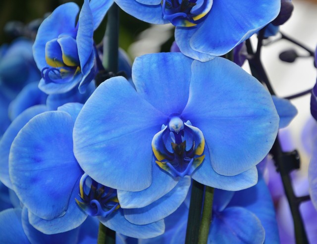 Niebieski storczykSkąd się biorą niebieskie storczyki? Niestety jest to wynik sztucznego barwienia. Dlatego ich kolor nie jest trwały i nowe kwiaty nie będą już tak wyglądać.