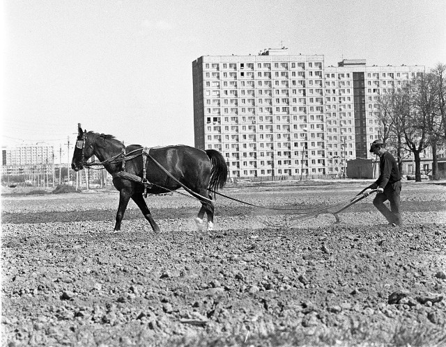 fotografia, początek lat 70. XX wiekuZe zbiorów Ratusza - Muzeum Poznania