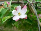 Jabłonie, wiśnie, śliwy, morele kwitną wyjątkowo szybko. Czy to wpłynie na zbiory drzew owocowych?
