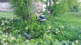 Silny wiatr w powiecie ostrowskim. 21.05.2022 strażacy wzywani byli do usuwania powalonych drzew. Zdjęcia