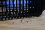 Jak odstraszyć meszki, komary i muchy? Kup skuteczną lampę na owady. Sprawdź, jaką lampę owadobójczą warto wybrać