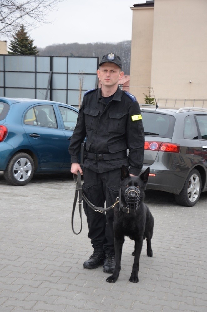 Owczarek niemiecki w służbie policji w Bochni