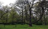 Dąb Fabrykant, czyli Jagosz z łódzkiego parku Klepacza został uhonorowany tytułem Drzewo Roku 2022
