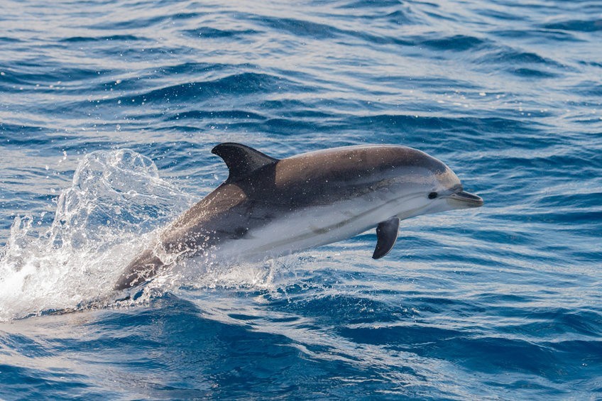 Jastrzębia Góra: Delfiny w Bałtyku. Niezwykłe zdjęcia obiegły sieć |  Dziennik Bałtycki