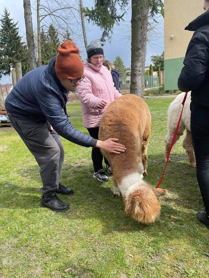 Alpaki pomagają dzieciom ze Szkół Specjalnych w Adamowie. Takie spotkania to okazja do zabawy i rehabilitacji