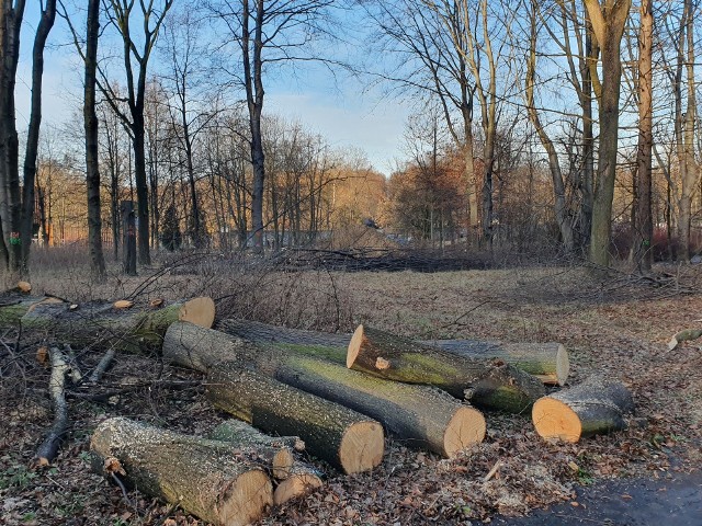W związku z budową drugiej linii Elki w Parku Śląskim zostanie wyciętych 400 drzew. Część oznaczonych na zielono buków udało się uratować przed wycinką.