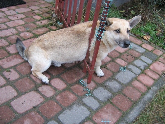 Ul. Skrzetuskiego. Pies utknął w bramie (zdjęcia)