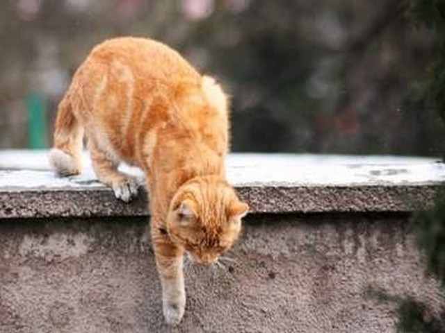 Sterylizacja bezdomnych kotek pomoże zapobiec nadmiernemu rozmnażaniu się zwierząt.