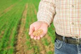 Dopłaty do nawozów obniżą ceny zbóż, ale czy zahamują inflację? Tego chce polski rząd. Wnioski o wsparcie można składać od 25 kwietnia 2022