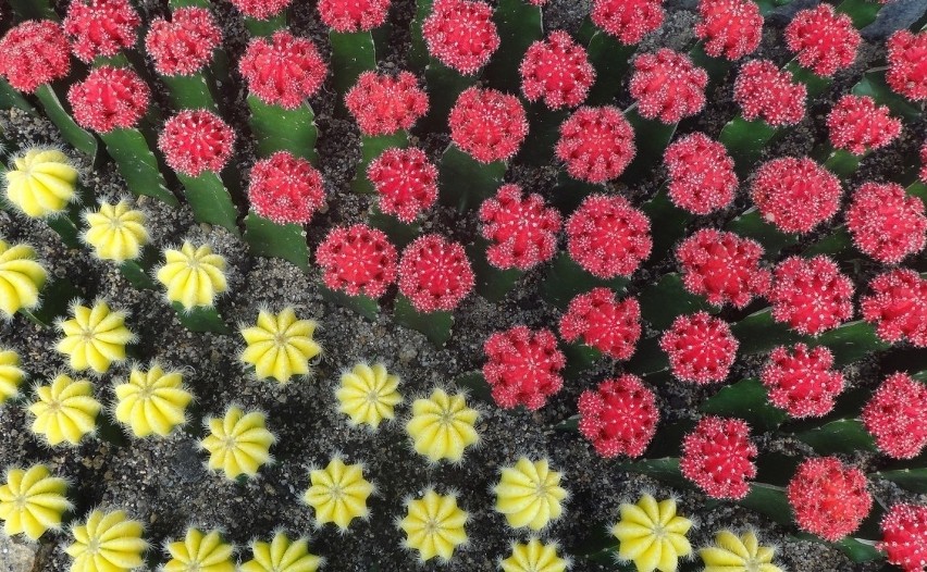 Kaktusy z kolorowymi główkami wyglądają uroczo. Trzeba...
