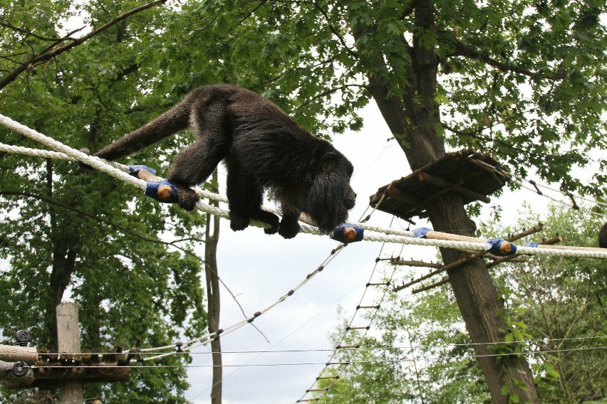 Z zoo wydostał się samiec wyjca, który jest niegroźny dla...