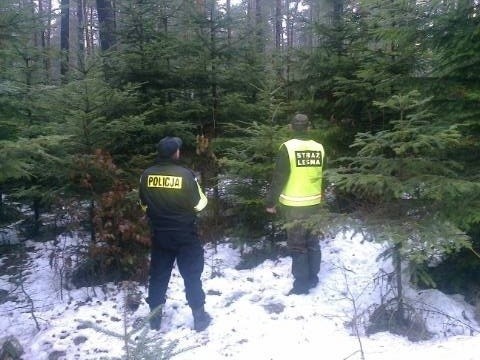 Policjanci otrzymali sygnał o nielegelnej wycince drzew.