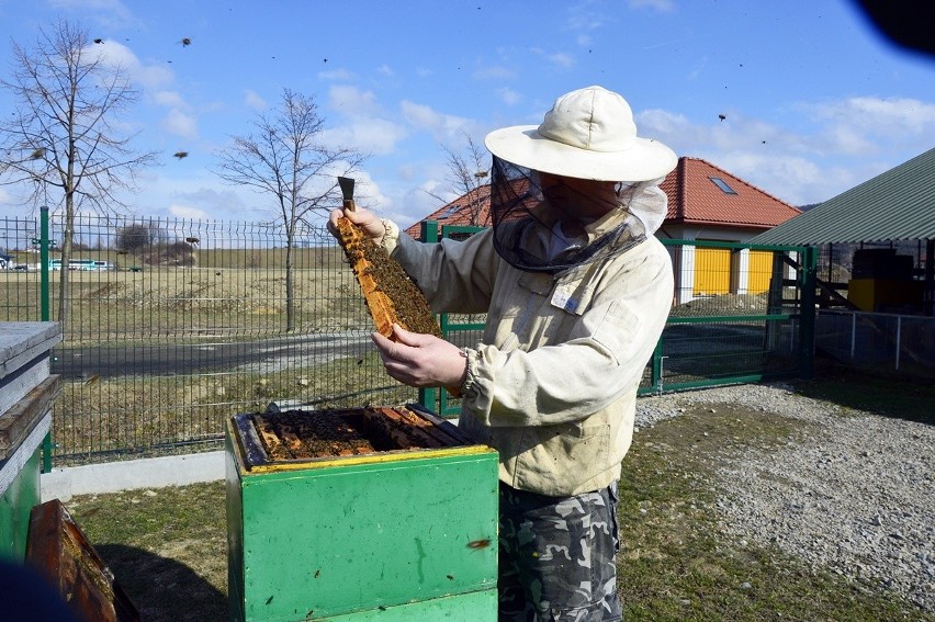 Gorlice. Pszczoły wyleciały, bo poczuły wiosnę. Pierwsze miody będą dopiero w maju