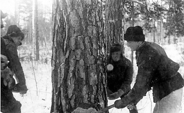 Polacy deportowani na Sybir trafiali do łagrów i ciężkiej pracy, na przykład przy ścinaniu drzew.