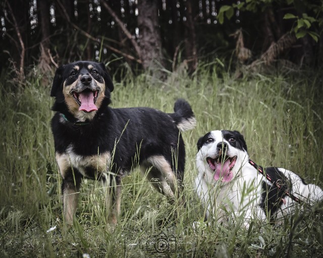 Chcesz znaleźć przyjaciela, który nigdy cię nie zawiedzie i obdarzy bezinteresownym uczuciem? Bezdomne psy polecają się do adopcji. Zobacz zdjęcia, może na nim jest Twój nowy domownik? Jedna prosta decyzja może już na zawsze zmienić co najmniej jedno życie. Na zdjęciu Michaś i Michasia, zakochana para z radomskiego schroniska podczas świątecznej sesji w schronisku.>