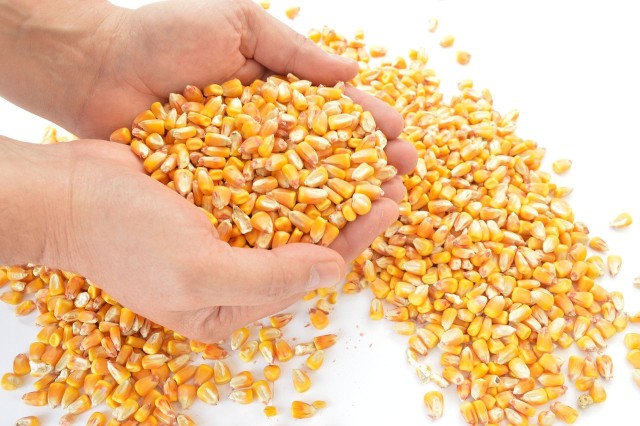 W dniach 9 - 10 listopada kukurydza mokra w Kujawsko-Pomorskiem kosztowała od  420 zł za tonę w Piotrkowie Kujawskim do 470 zł za tonę w Unisławiu