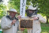 Warta Poznań oficjalnie otworzyła Zieloną Pasiekę z pszczołami. To kolejny krok w ewolucji klubu: "Jest to pewien symbol"