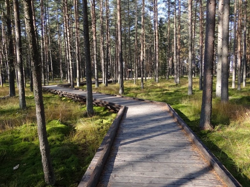 Torfowiskowy rezerwat przyrody w Nowym Targu, który zajmuje...