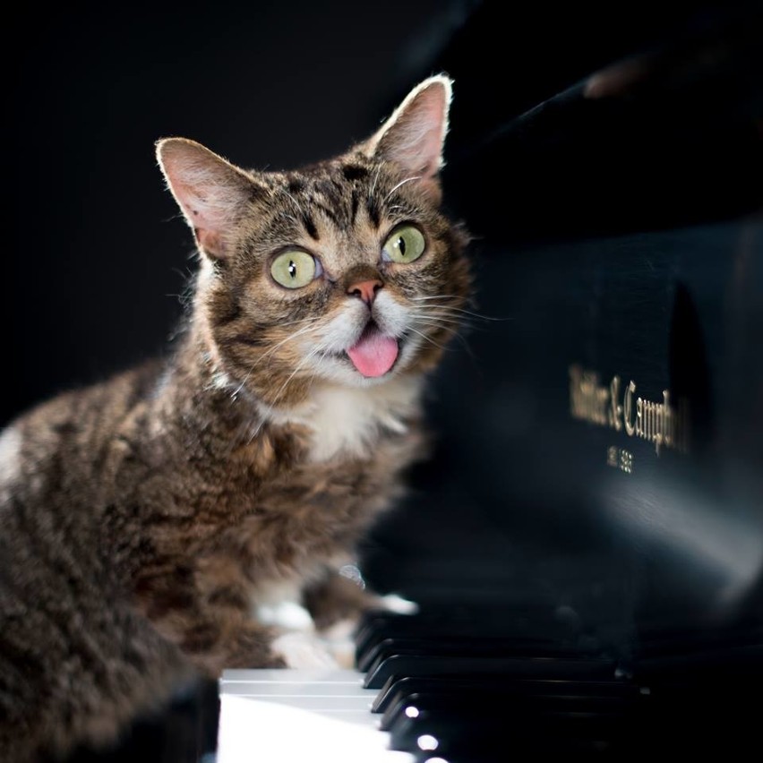 Światowy Dzień Kota. Lil Bub to kotka, która urodziła się z...
