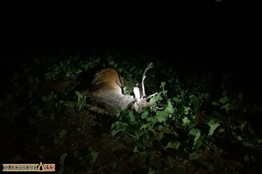 Zderzenie z jeleniem na DK 42 pod Wołczynem.