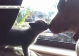 Pies poczuł matczyny instynkt i zaopiekował się kotkiem (wideo)