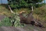 Lubicz Dolny. Martwy łoś i sarna cały weekend zalegały na poboczu [ZDJĘCIA]