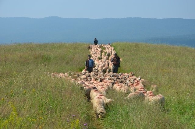 Pasterstwo to jeden z elementów, który łączy polskie Karpaty.